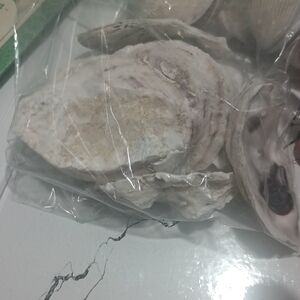 Natural Oyster Shells - White Decorative Seashells